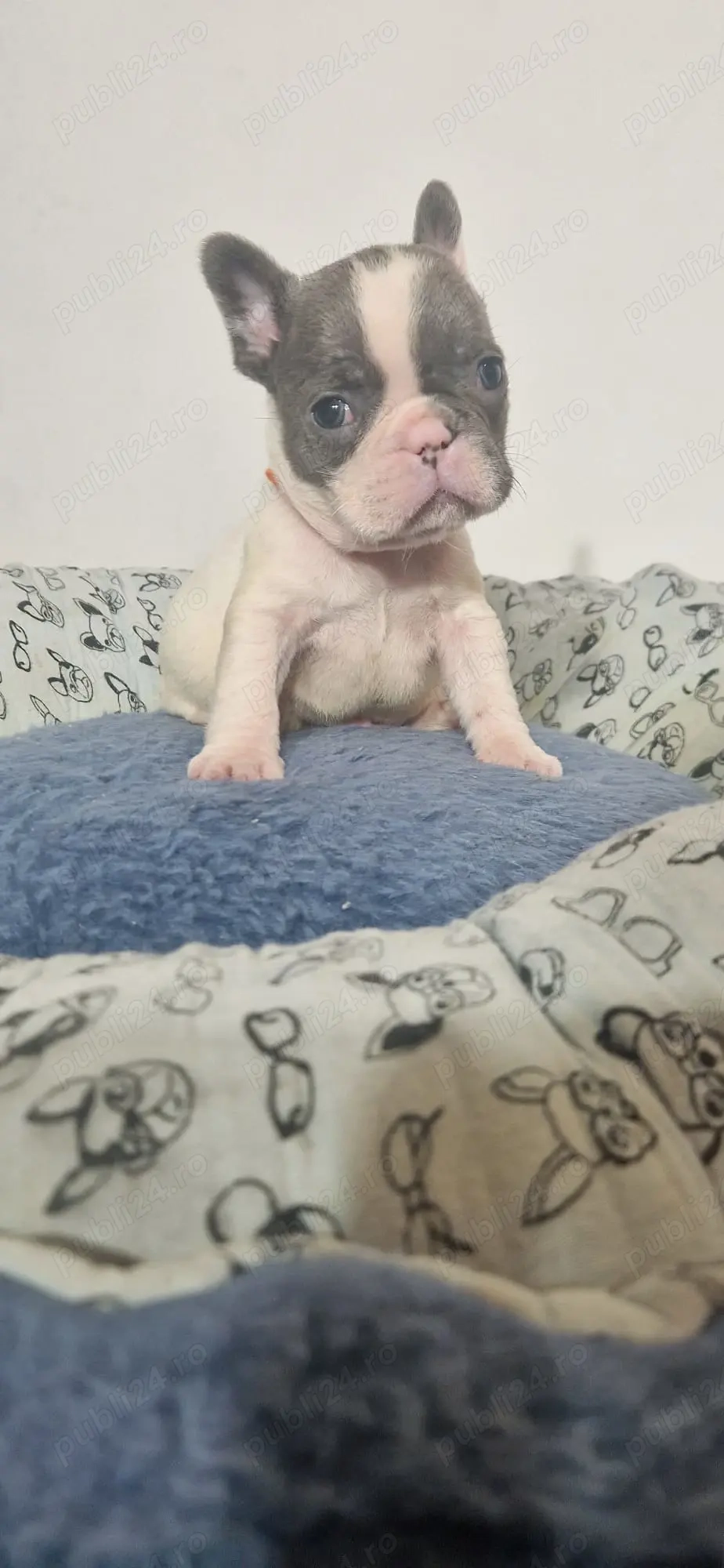 Bulldog Francez Craciun