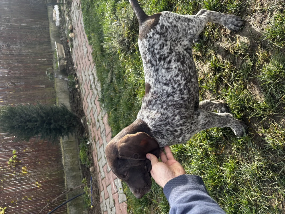 Brac German cu păr scurt(German Shorthaired Pointer)