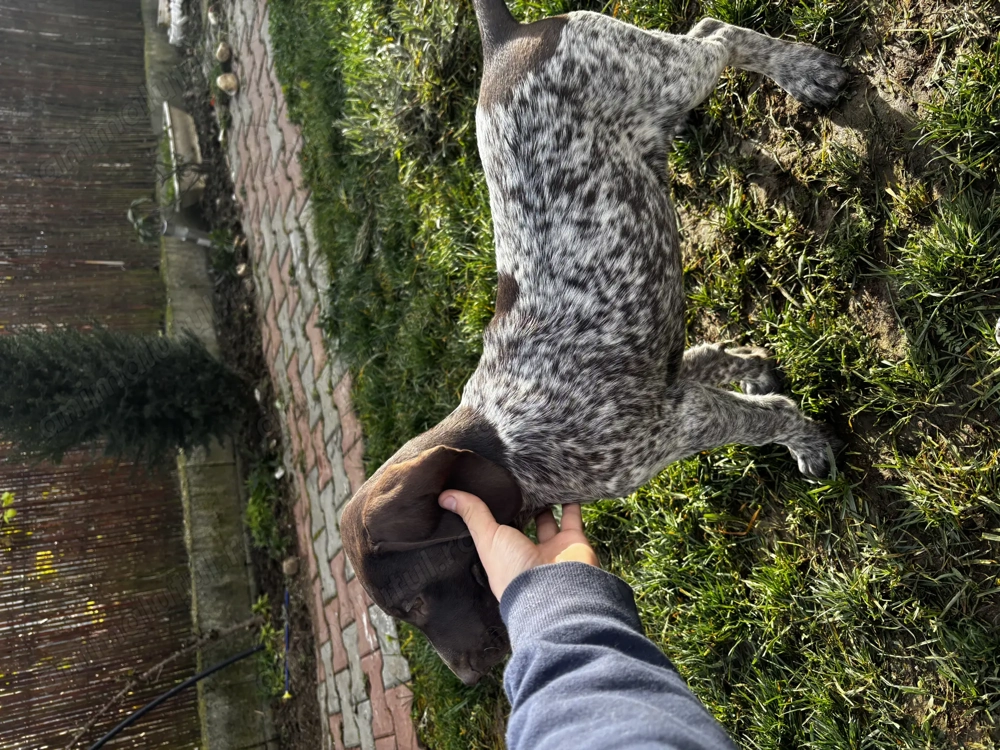 Brac German cu păr scurt (German Shorthaired Pointer)