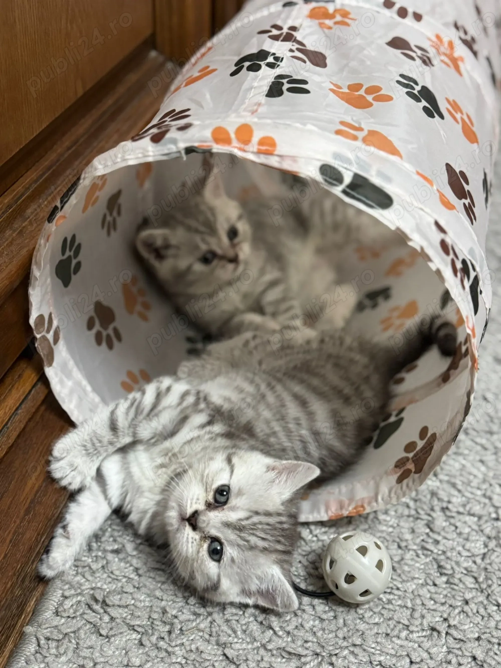 Tabby British Shorthair 