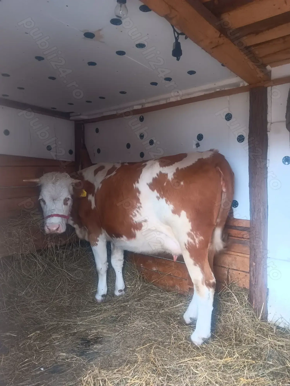 Vând o junica baltata românească de 3 ani gestanta