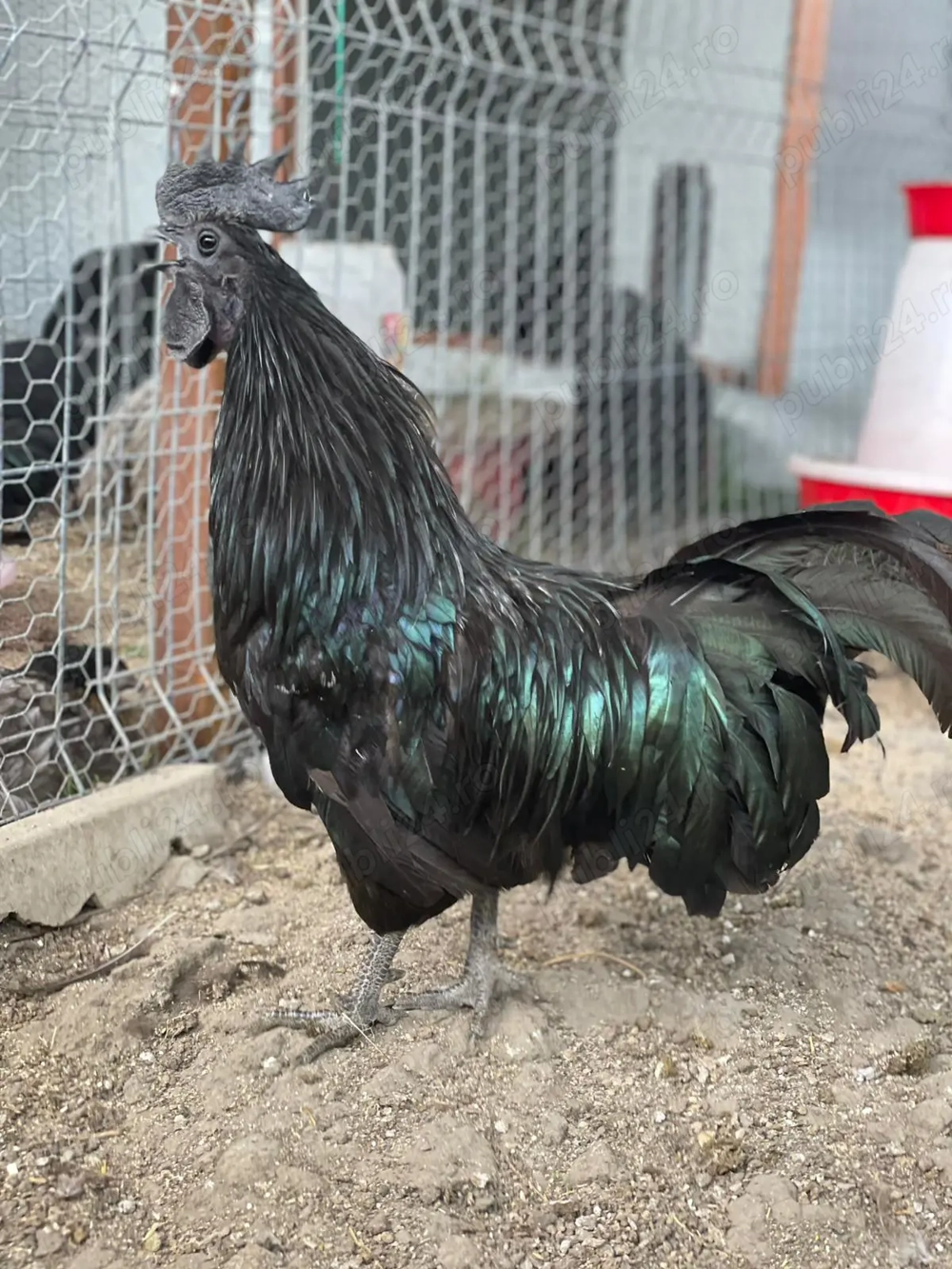 Ouă Ayam Cemani   cocoșul Ferrari și găina de lux în curtea ta