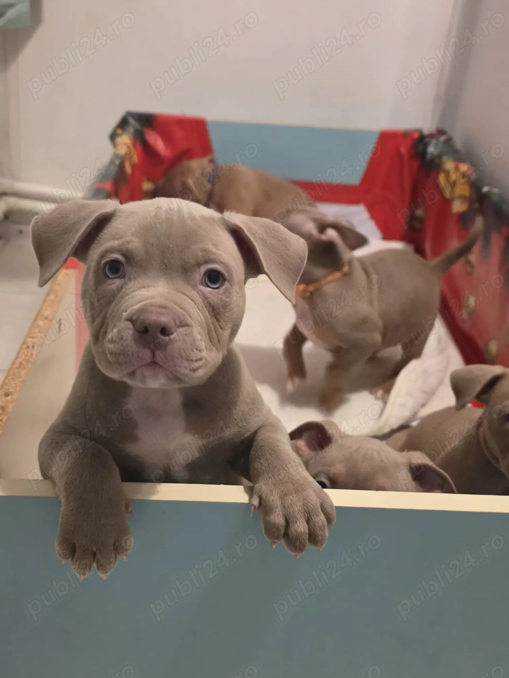 Vand pui American Bully 