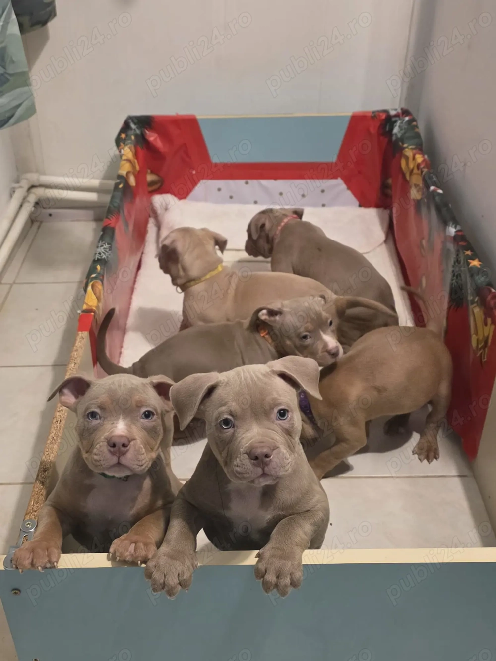 American Bully Standard  