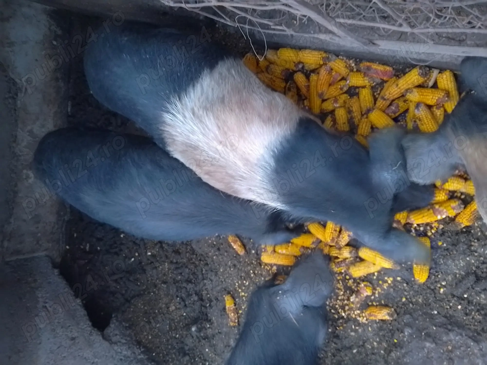 Porci crescuți în gospodărie , telefon  