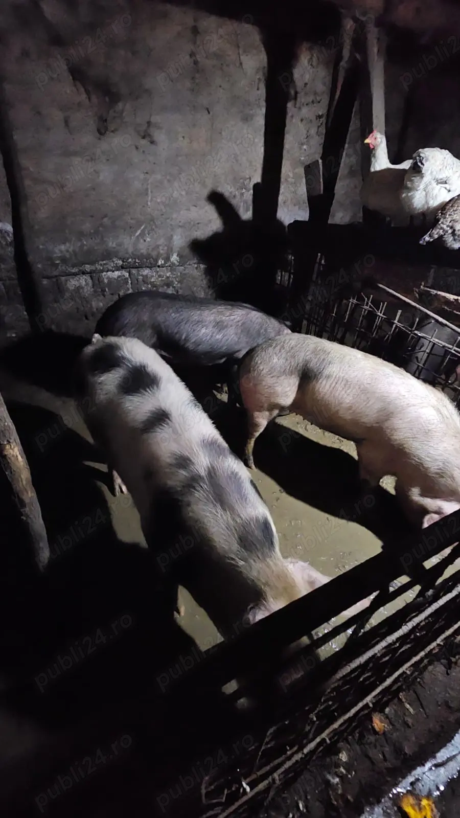 Vand Porci Rasa Petran