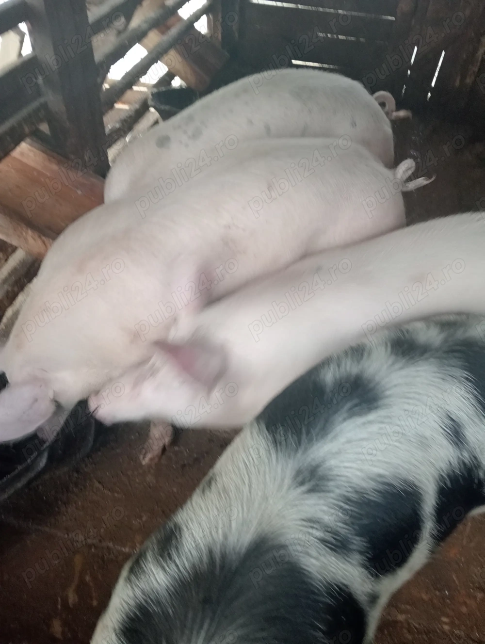 Porci landras de vânzare 