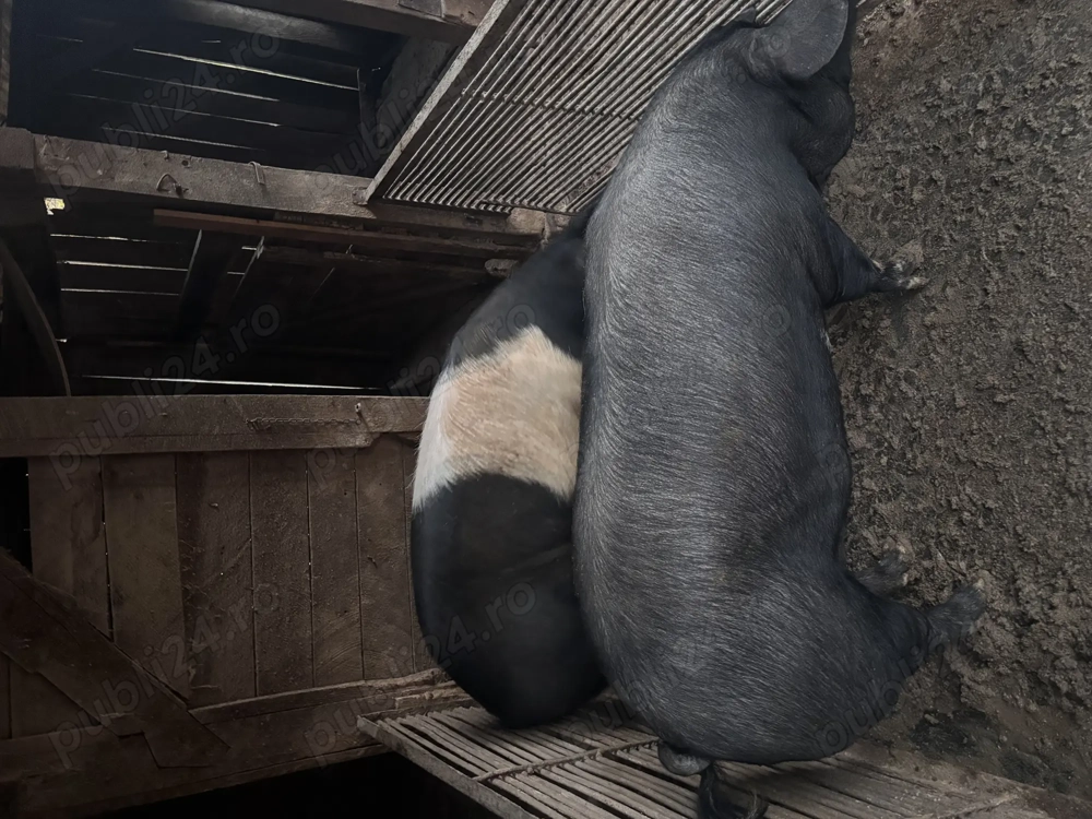 Vând porci Bazna 140-150-160 kg 
