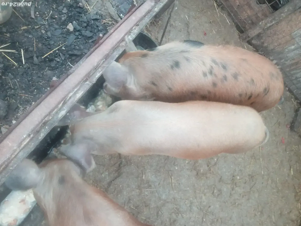 se vinde  2  grasuni  