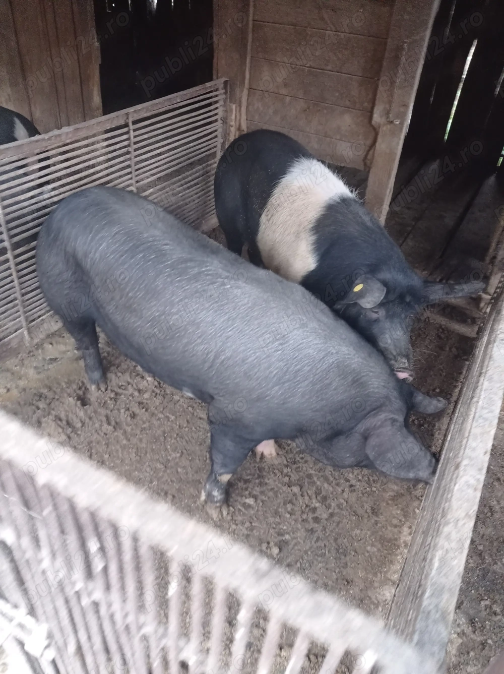 Vand porci de bazna 140-150 kg si 160-170 kg 