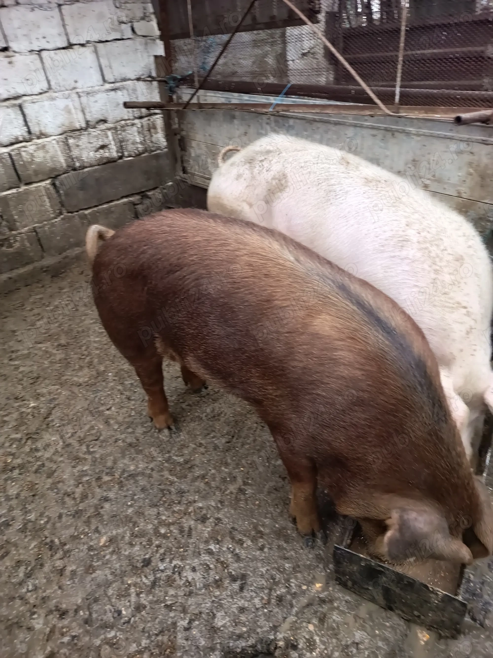 Vier duroc rasa pura
