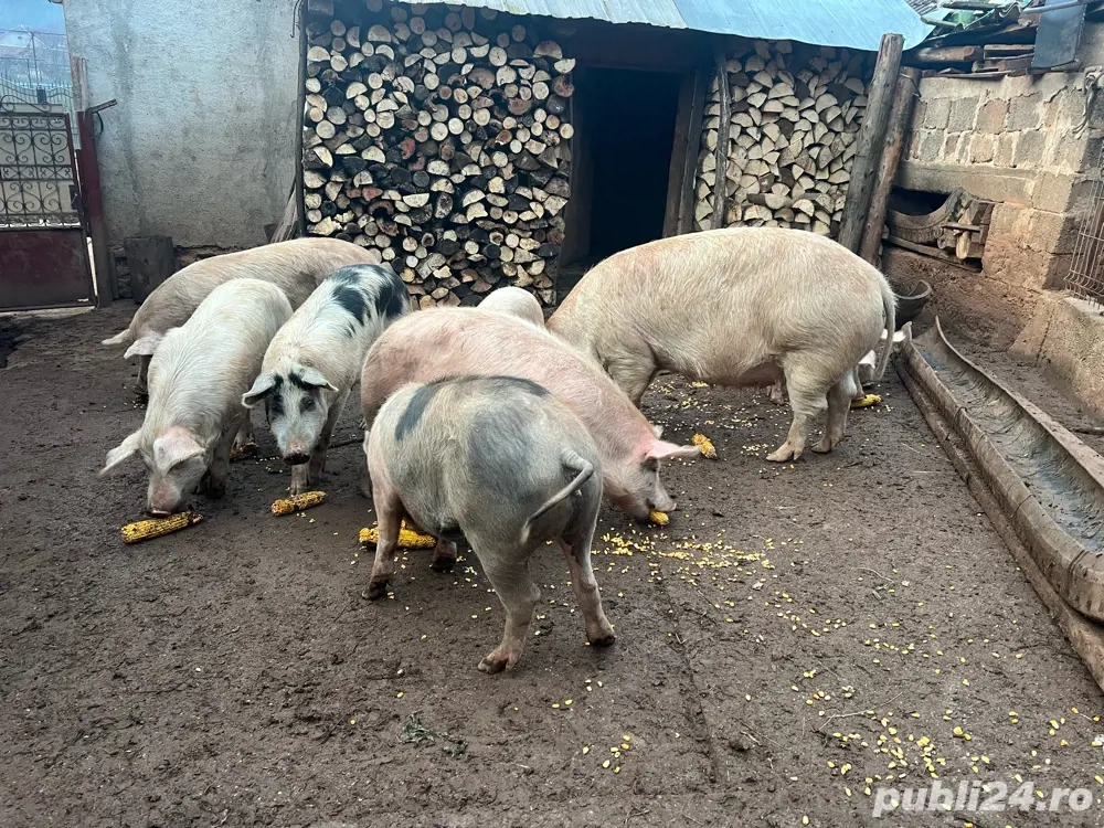 porci de vanzare 