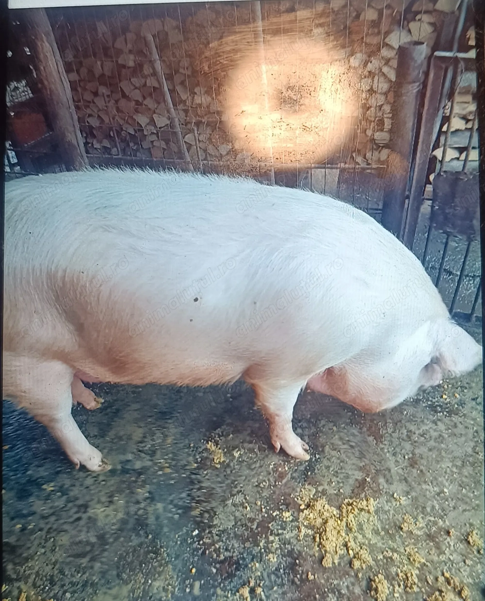 Porc de vânzare 