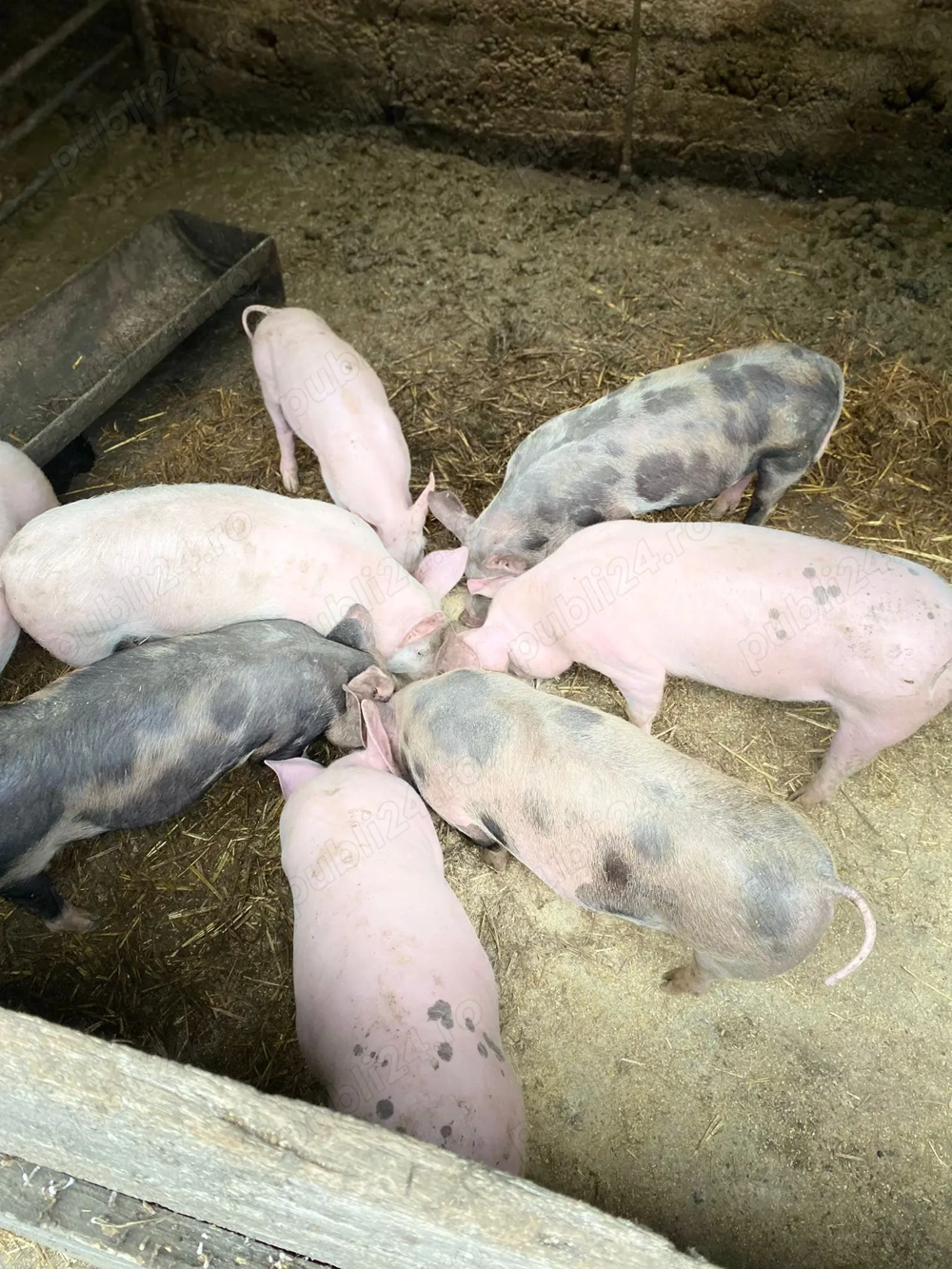 Purcei de vânzare de la 3 la 5 luni, rasa de carne