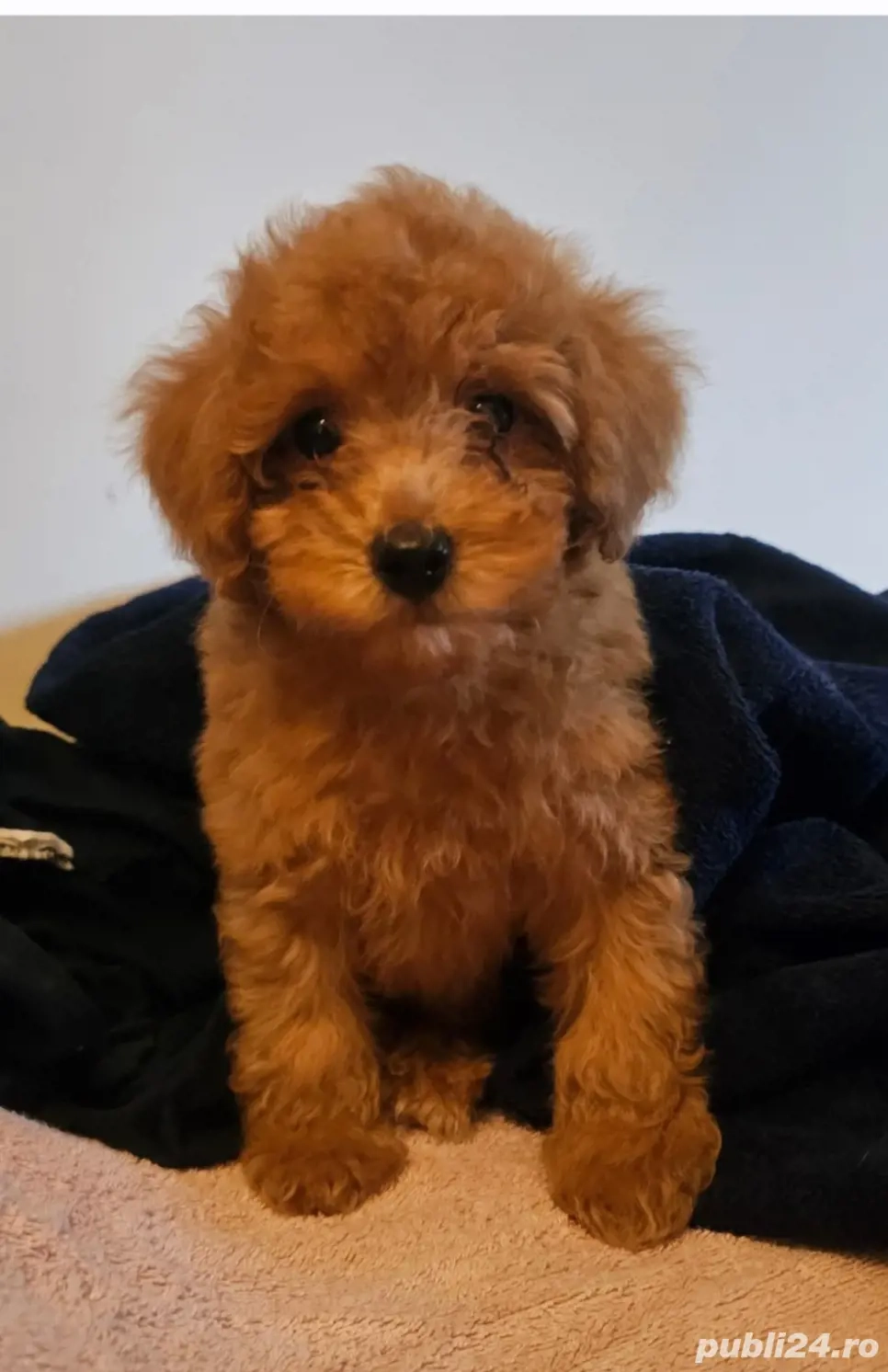 Pudel mini toy roscat