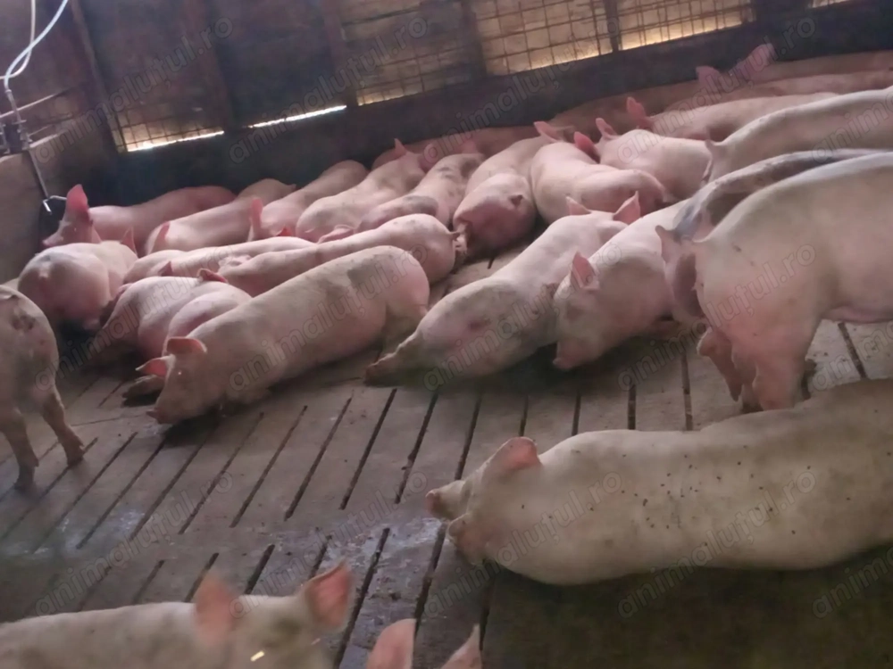 Porci de vinzare 