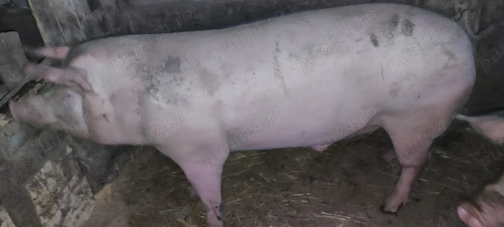 Porc de vânzare!