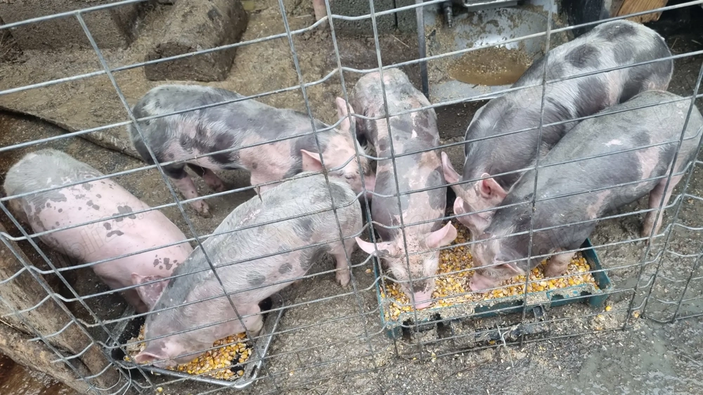 Purcei 6 saptamani rasa pietran