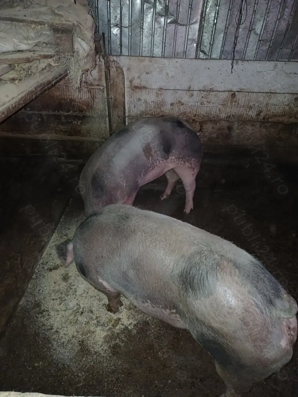 Doua grasune marele alb cu petrean