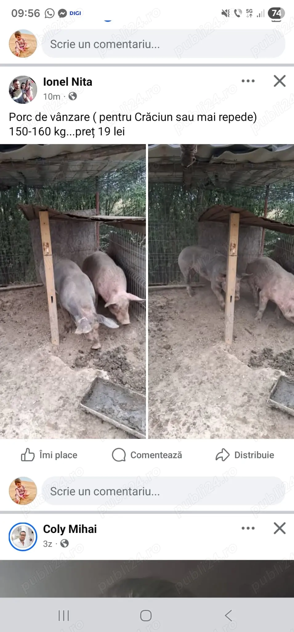 Porci 160-200 kg  preț 19 kg