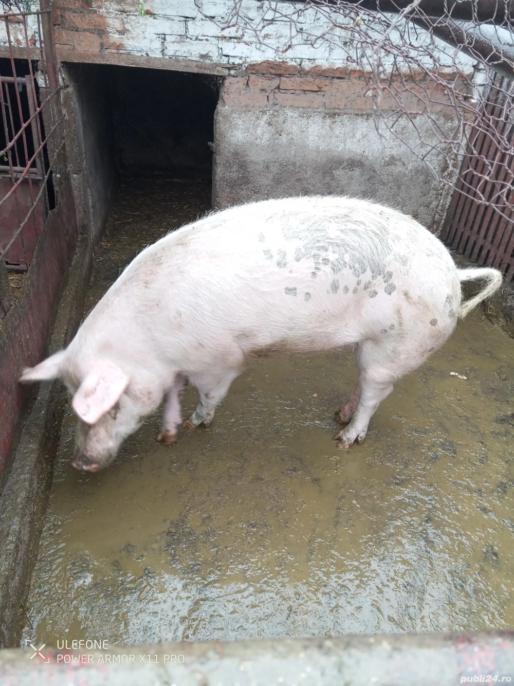 mai multe detalii telefonic