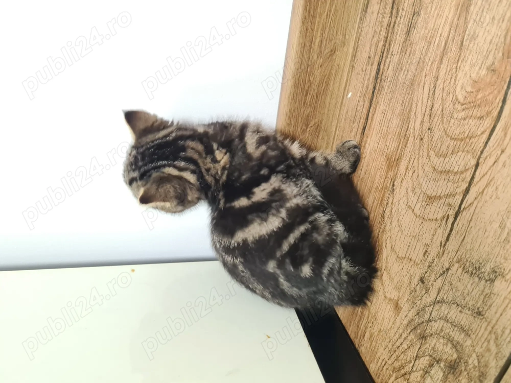 Pisicute British Shorthair