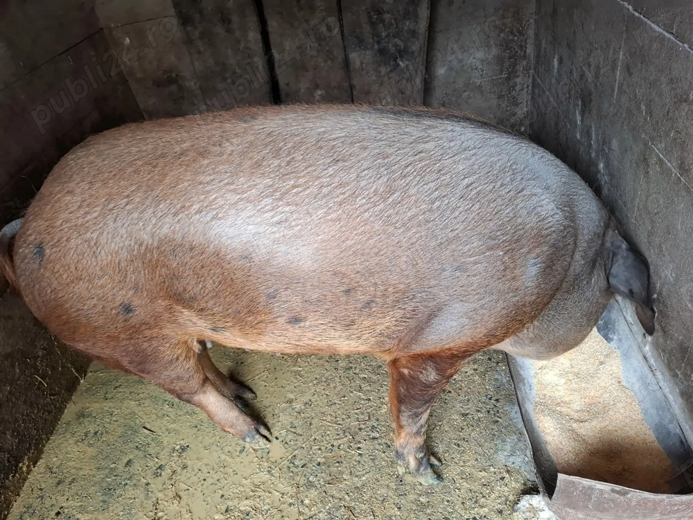 Porc de vanzare 