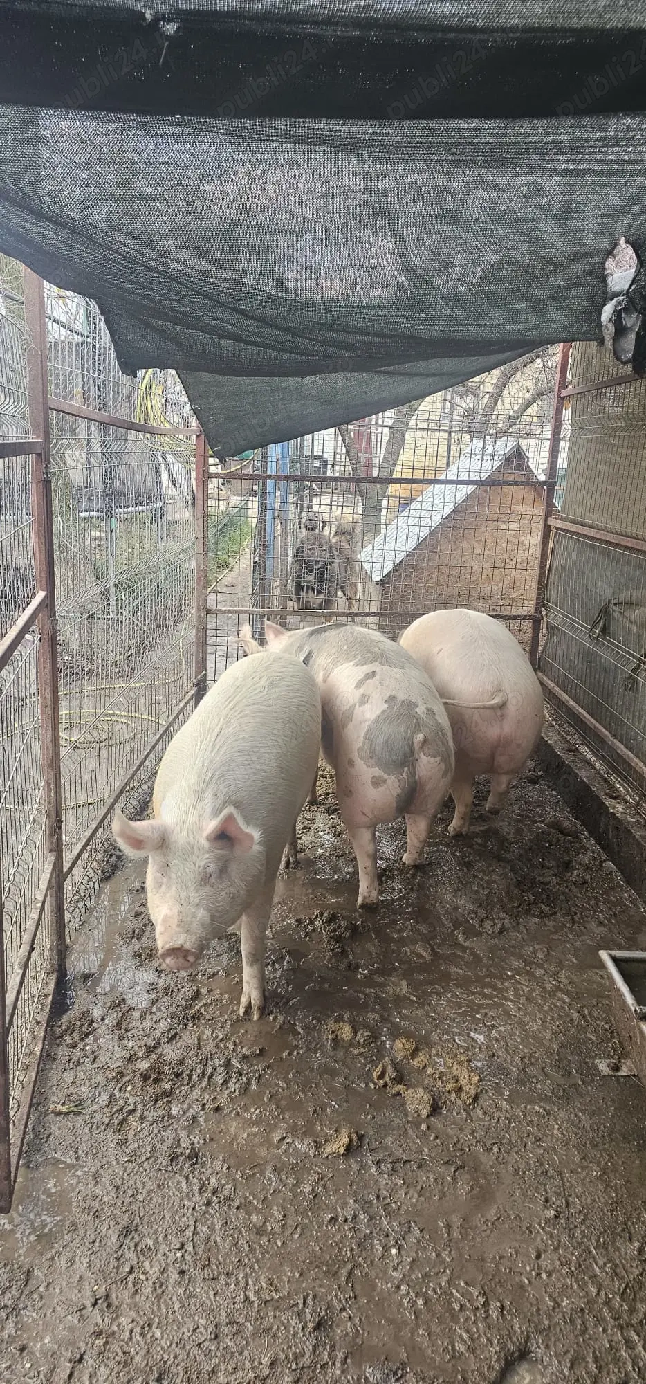 Vând porci crescuti natural aunin jur de 220 kg1