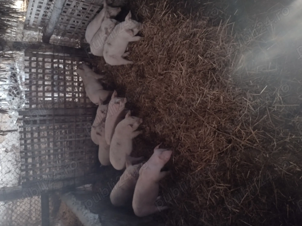 Vând purcei înțărcați 