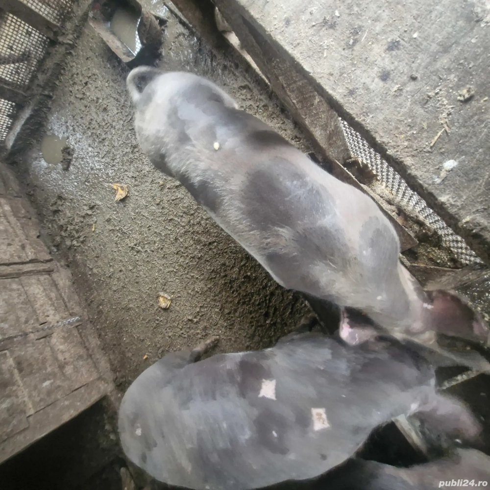 vand scroafe petrean 