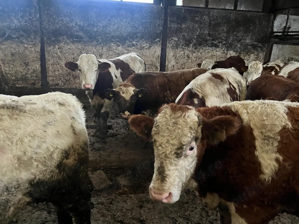 Vând viței 20 lei kg