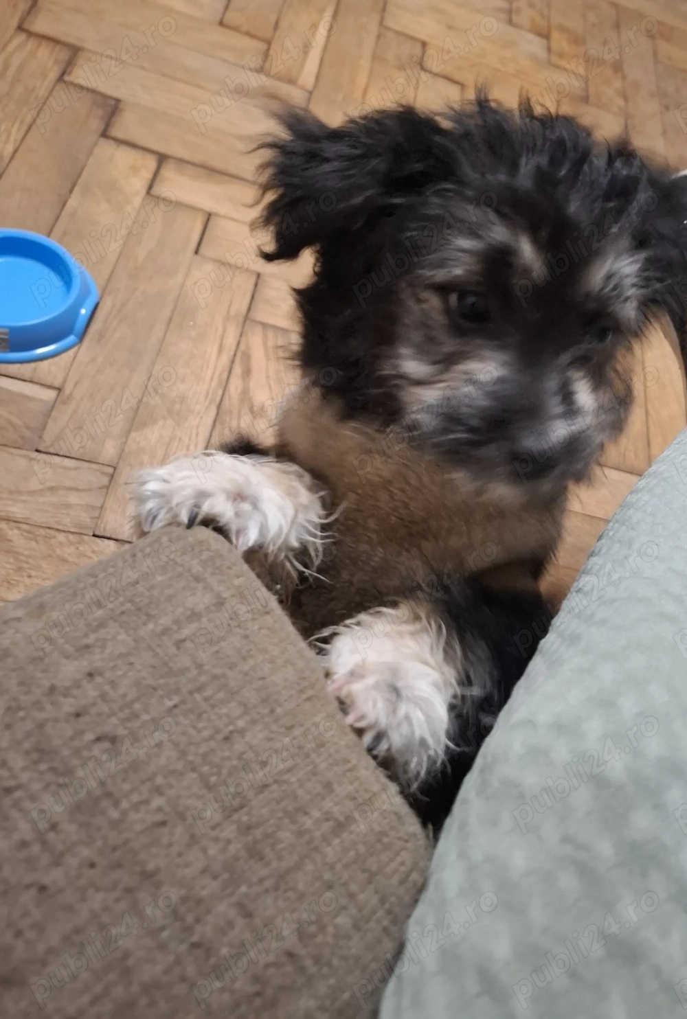 De vanzare bichon bolognese negru