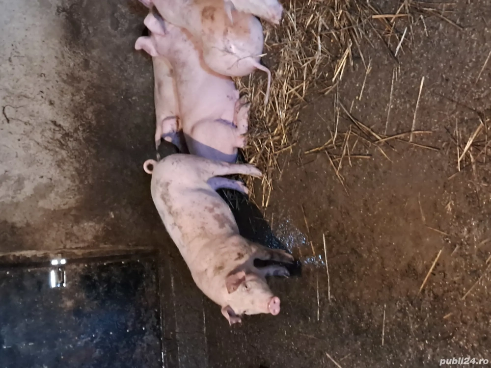 purcei de 12 saptamani pret 550