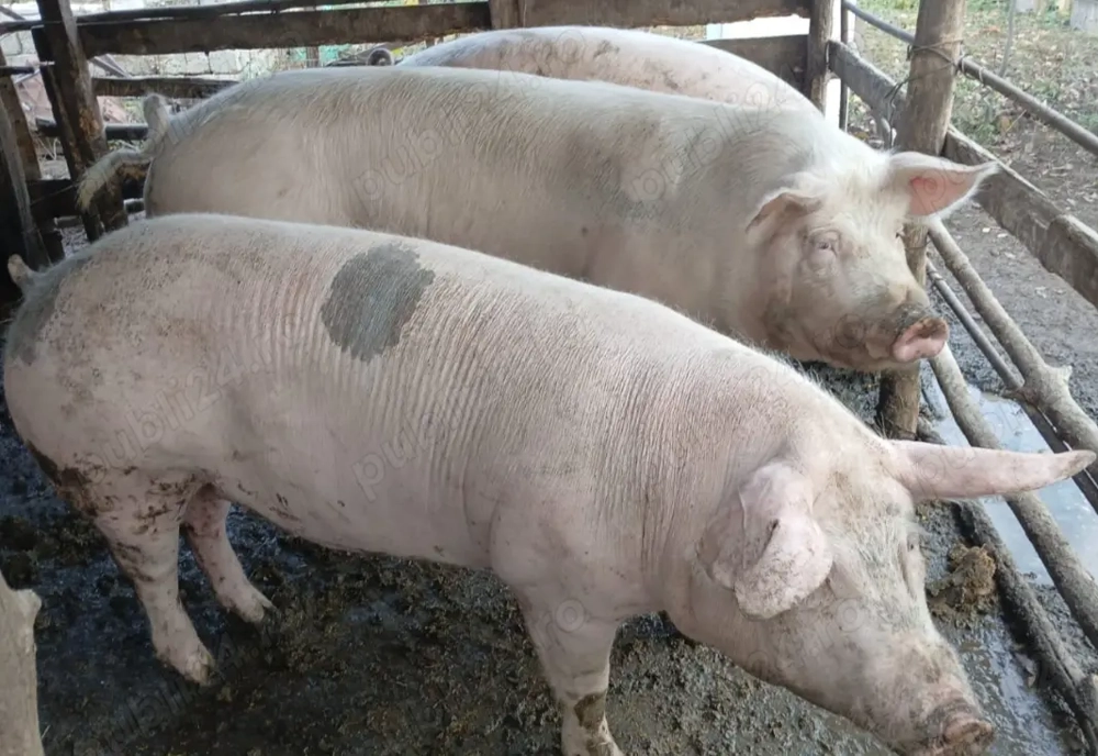 Vand proc pentru craciun 150 170 200 kg