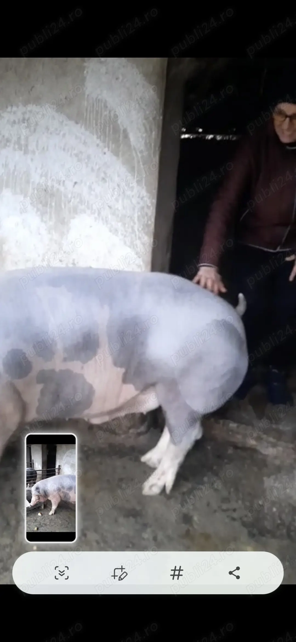 Vand porc mare de carne