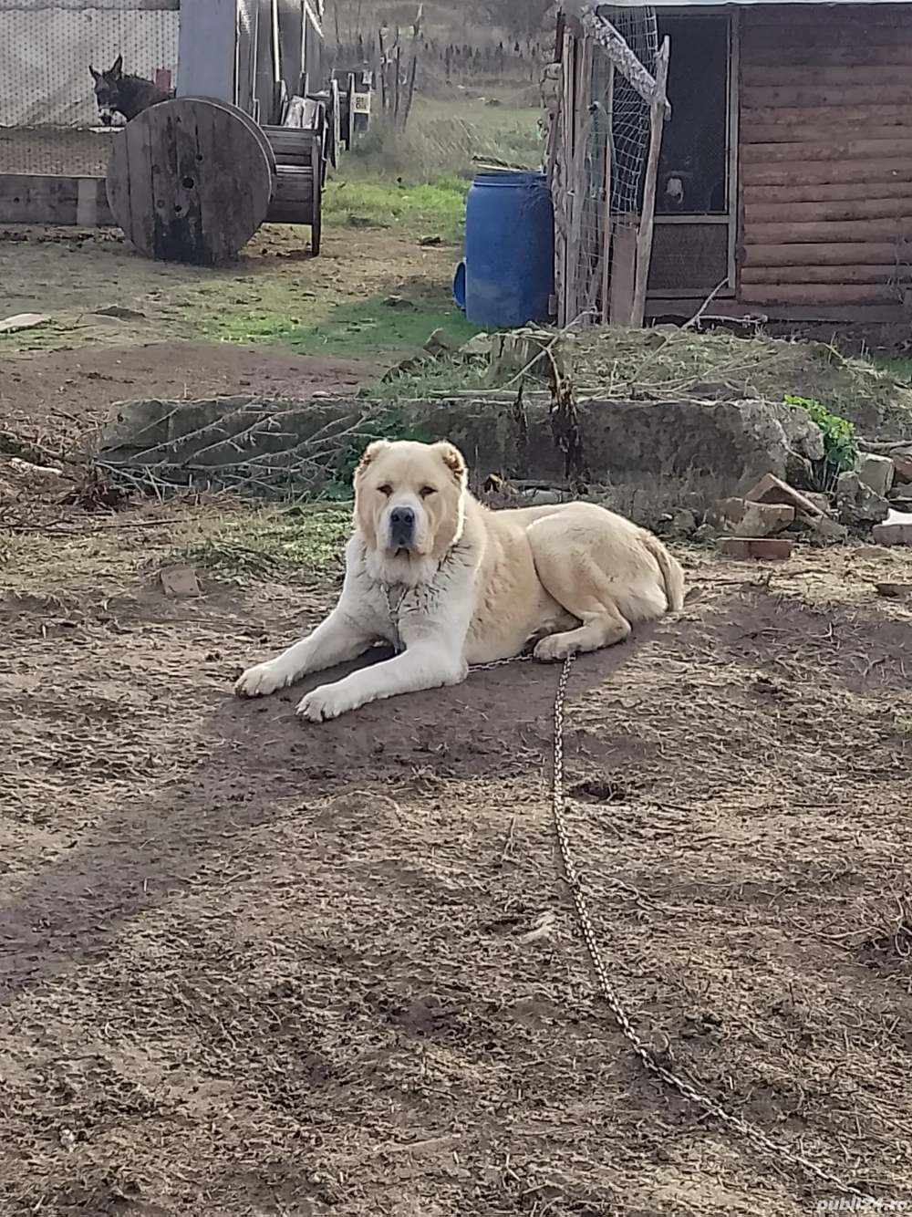 Cibanesc Asia Centrala