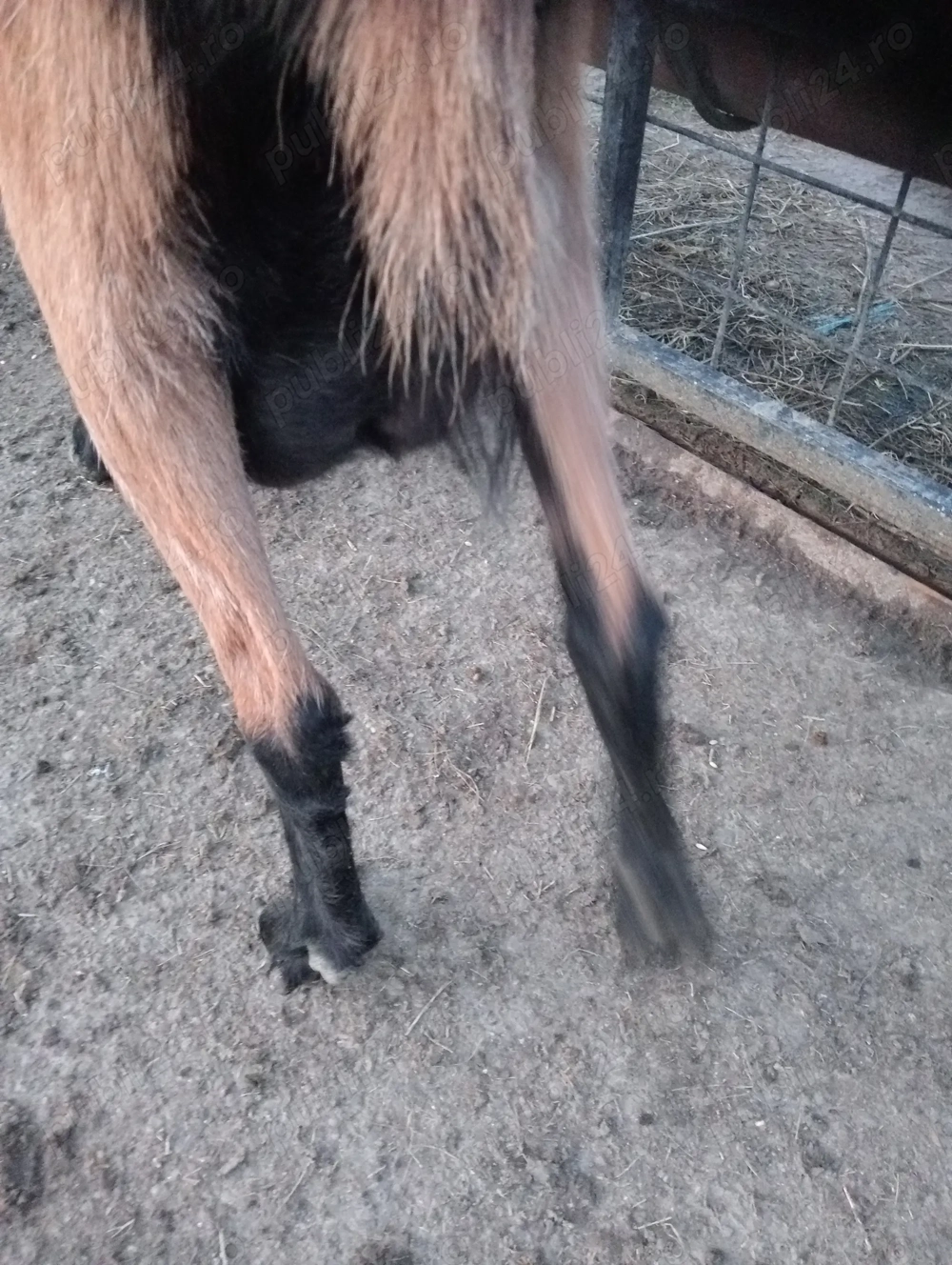 Vând căpriță alpina franceza