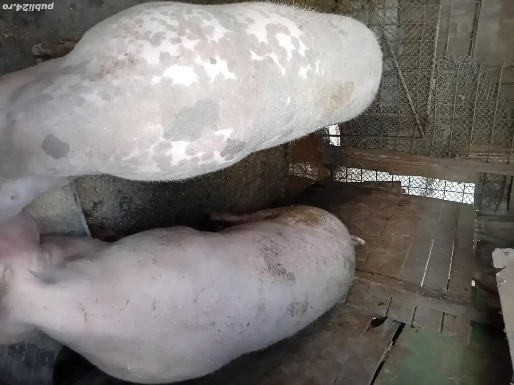 1 bucata disponibilă, 140