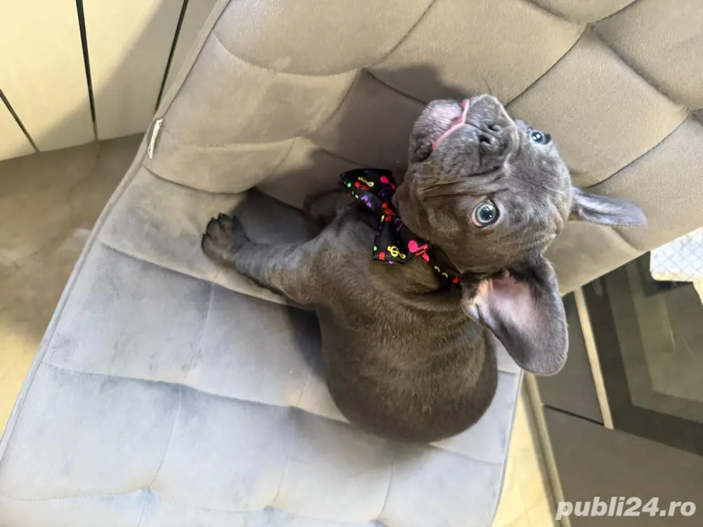 bulldog francez blue ,mascul 
