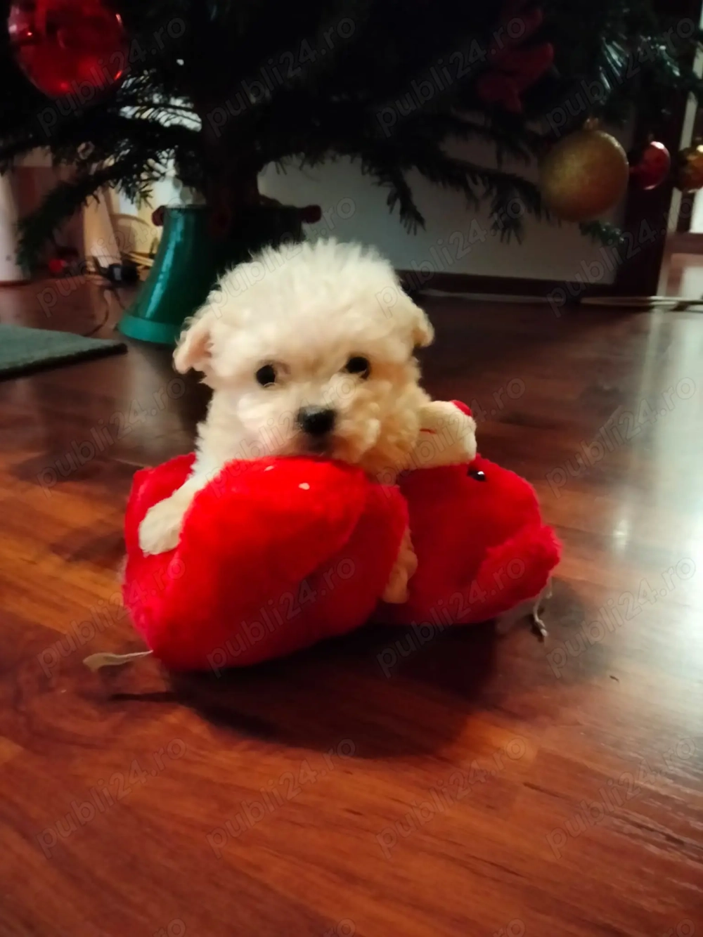 Bichon maltez fetita