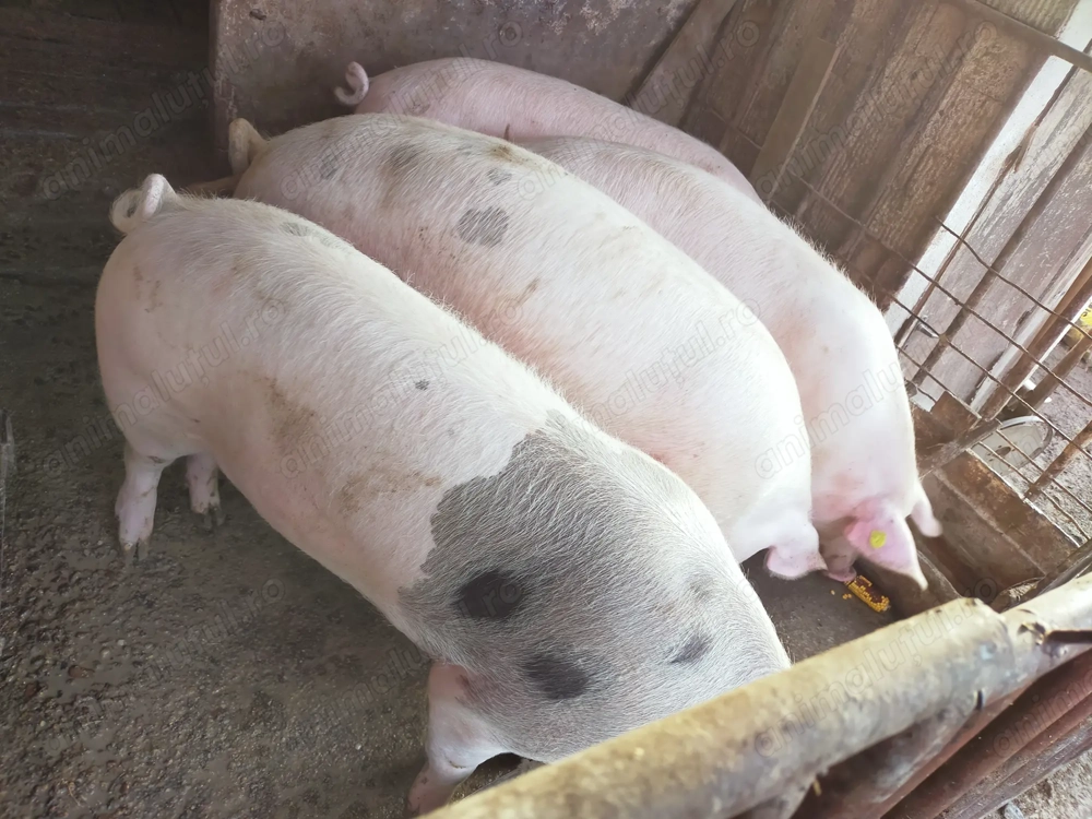 Vând porci 90 - 100 kg