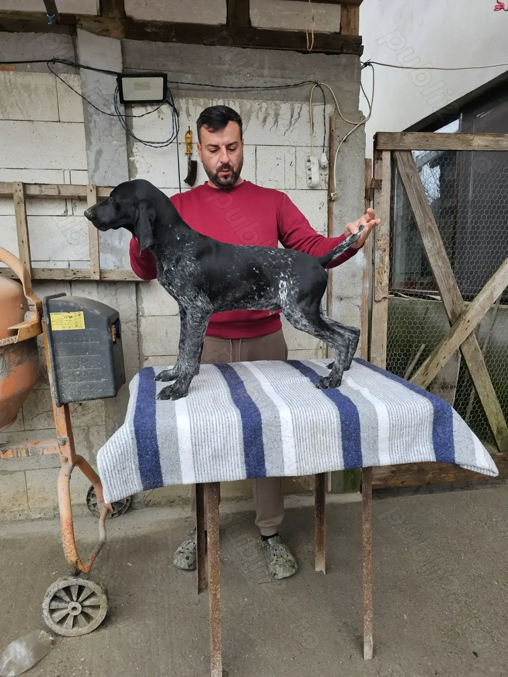 Brac German 15 săptămâni 