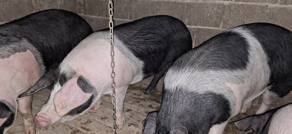 Porci Bazna de vânzare 130-140 kg