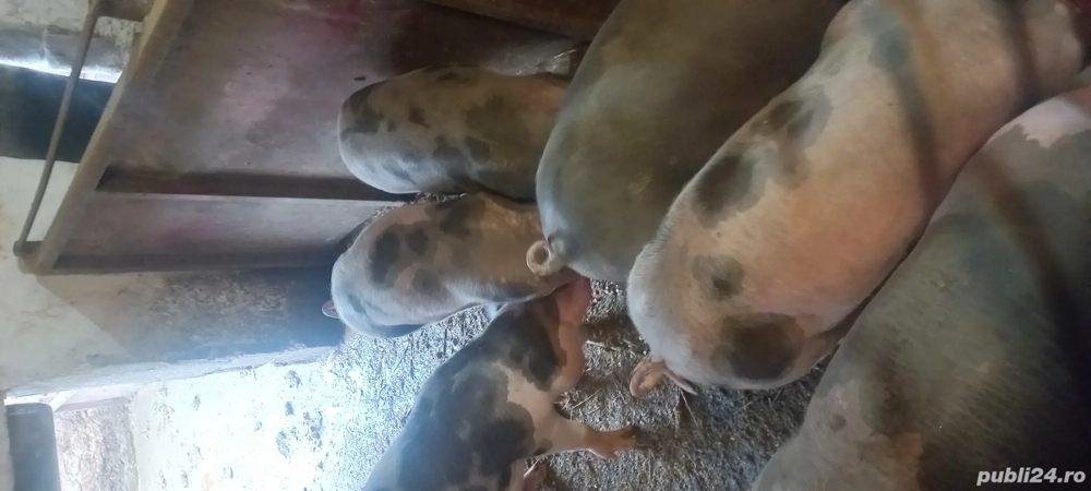 Vând purcei si porci