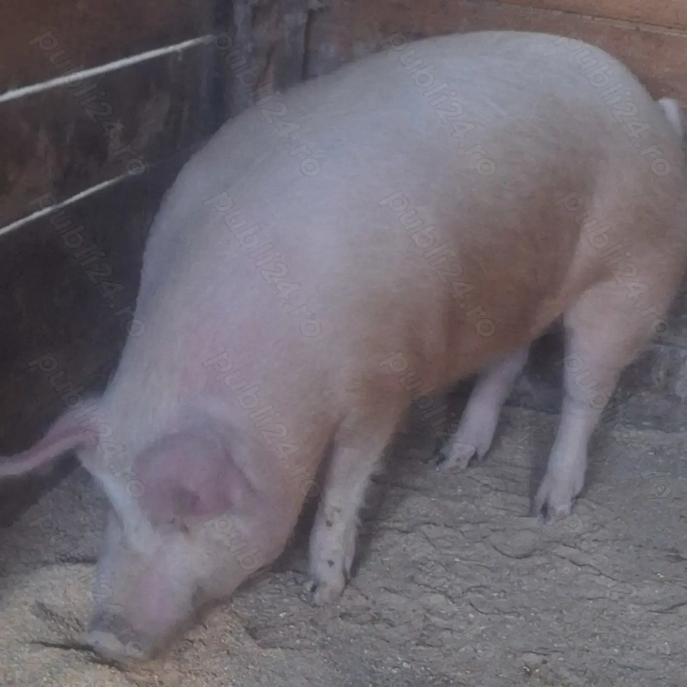 Vând porc 150-170kg
