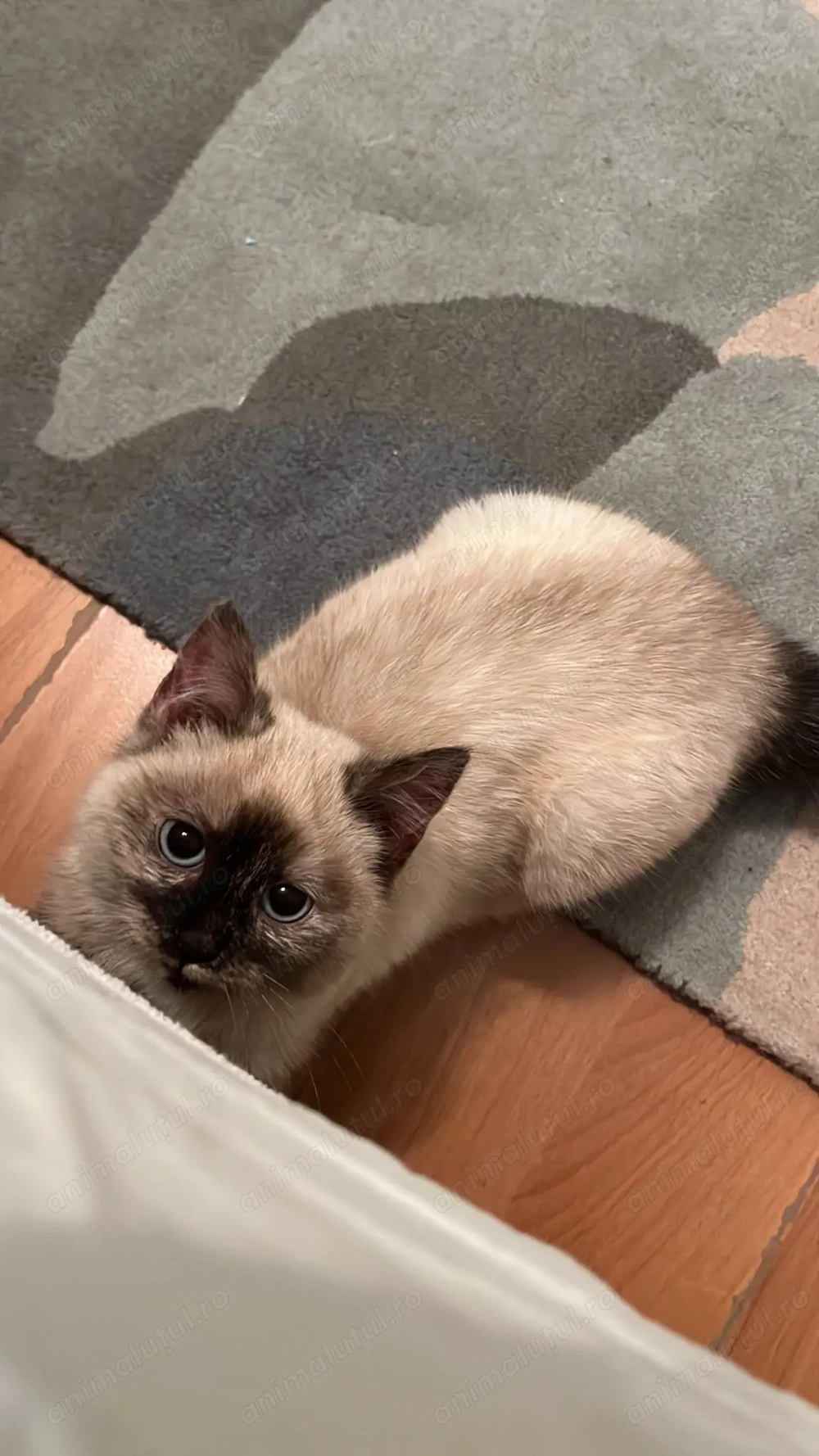 Vând pisica Siameza 