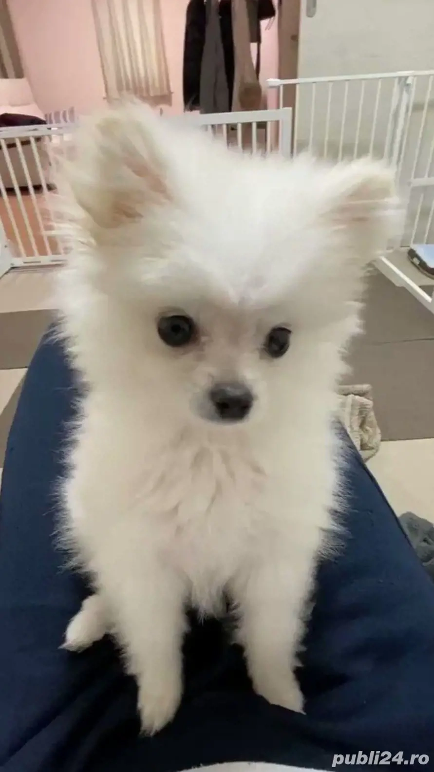 Pomeranian talie mica 