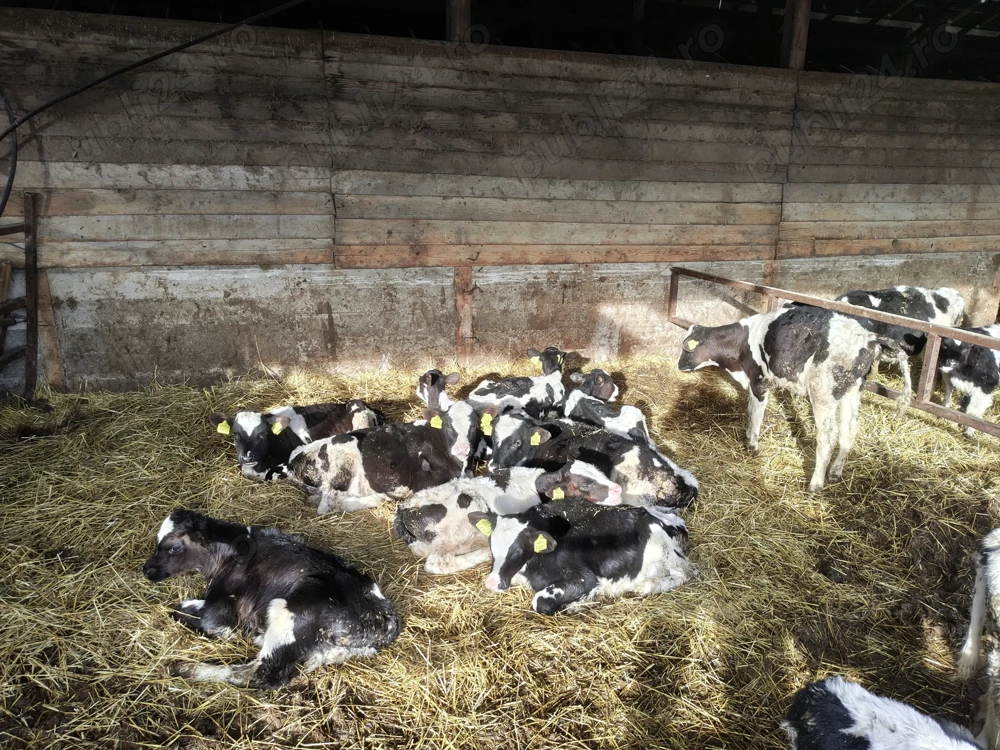 Vând viței Holstein 