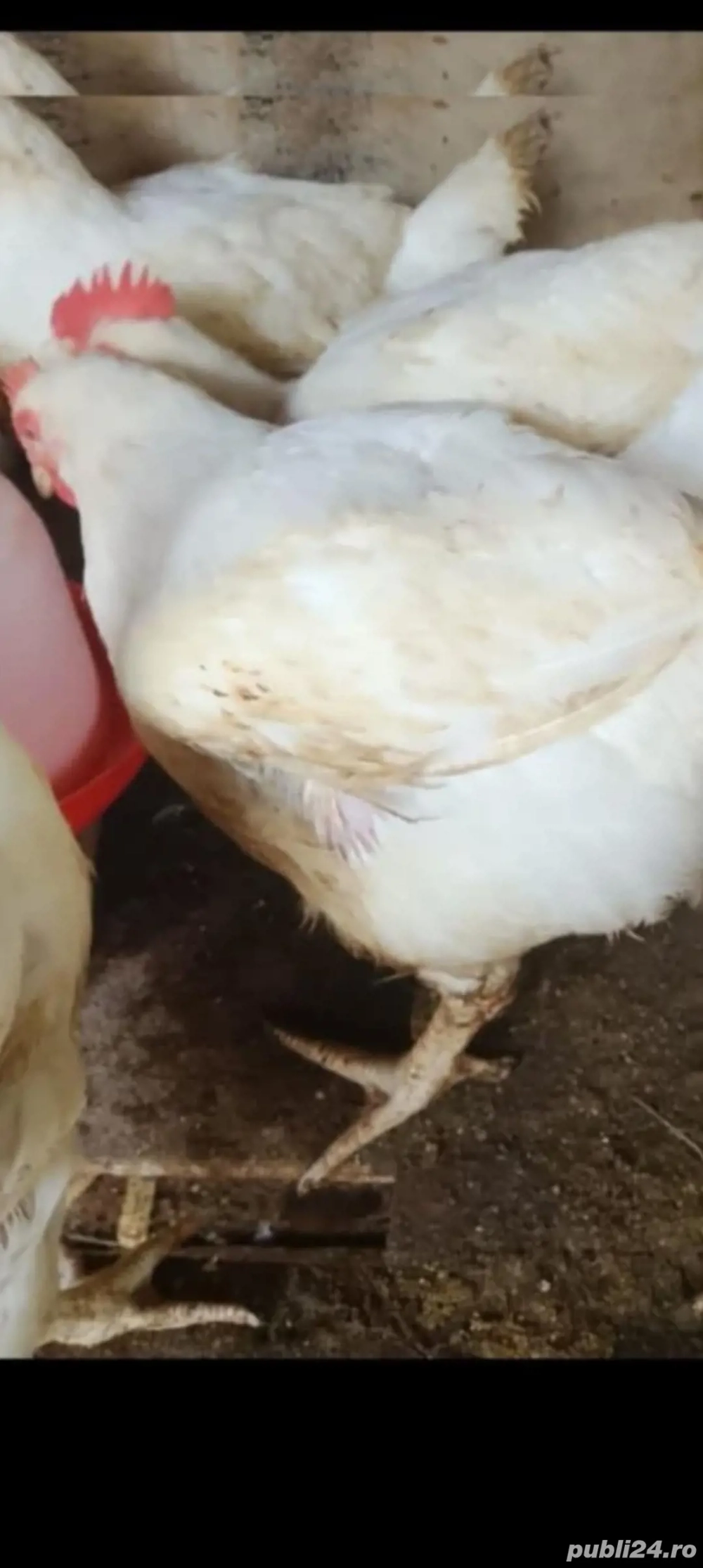 pui gaini si rate de tara