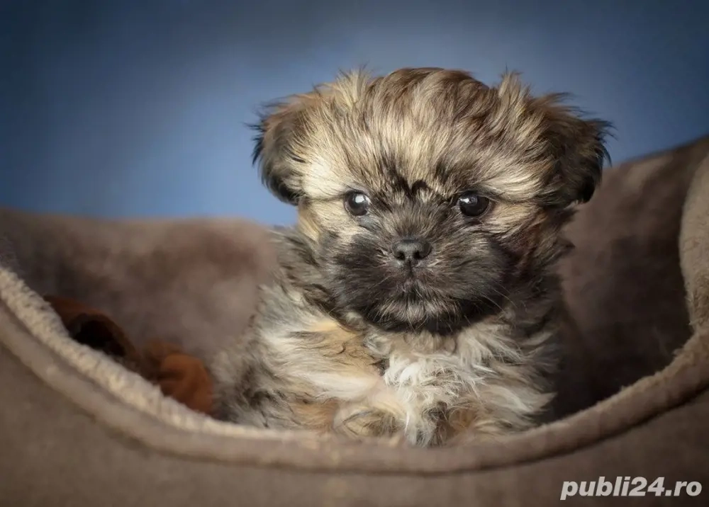 Shih tzu puiuti 